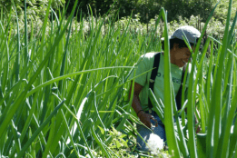 Photo of a student participating in an internship on a farm.