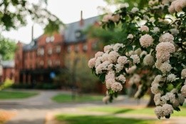 Pink blooms on campus
