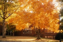 Mount Holyoke College campus - an tree with bright orange leaves - fall 2024. Photo by Max Wilhelm.
