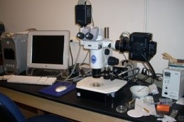 Nikon SMZ stereo microscope with fluorescence illuminator