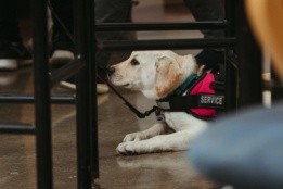 Service Dog at MHC