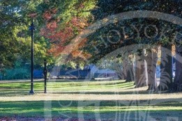 Trees on Mount Holyoke College campus, leaves starting to change from green to orange and red.