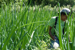 Photo of a student participating in an internship on a farm.