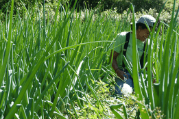 A student taking samples in a marshy area