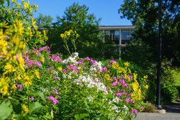A closeup of flowers on campus