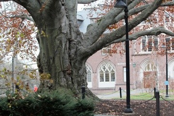 The copper beech tree in 2023.