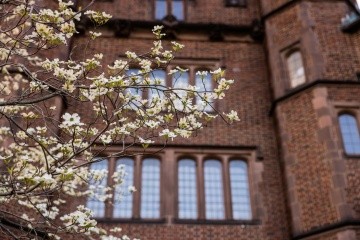Details of a newly flowering tree in front of the brick buildings on campus.
