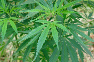 A close-up of a marijuana plant