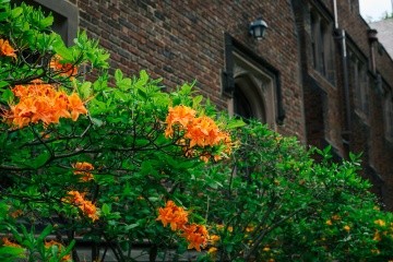 Orange bushes in bloom on the Mount Holyoke campus, spring 2025. Photo by Max Wilhelm.