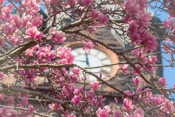 A flowering tree with pink flowers on the Mount Holyoke College campus in the spring of 2025.