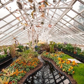 Interior of the Talcott Greenhouse during the annual flower show in 2019