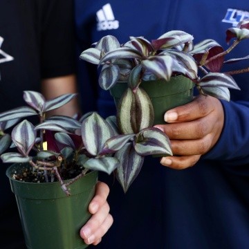 Two firstie plants