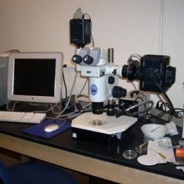 Nikon SMZ stereo microscope with fluorescence illuminator
