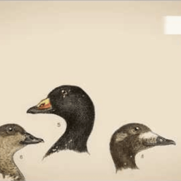 A collage of pictures of ducks