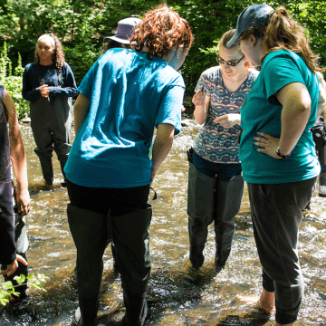 Restoration Ecology students standing in the stream looking at samples