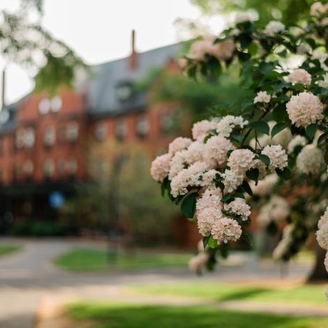 Pink blooms on campus