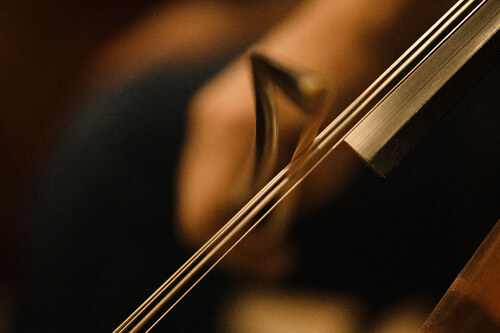 Close-up of a cello bridge