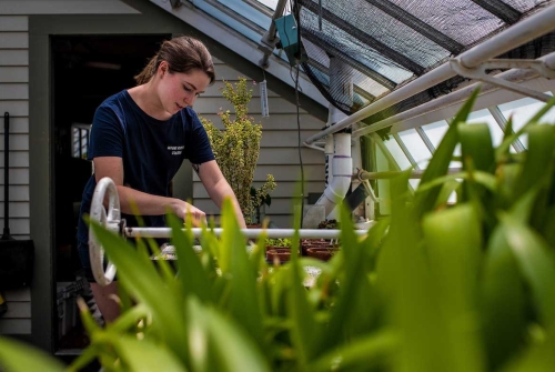 A student working in the greenhouse