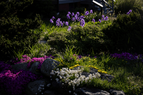 A photo of purple flowers on top of some rocks at Mount Holyoke College
