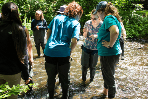 Restoration Ecology students standing in the stream looking at samples