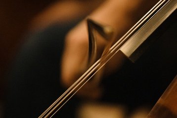 Close-up of a cello bridge
