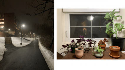 Left: a pathway through campus lit up at night’ Right: a collection of plants