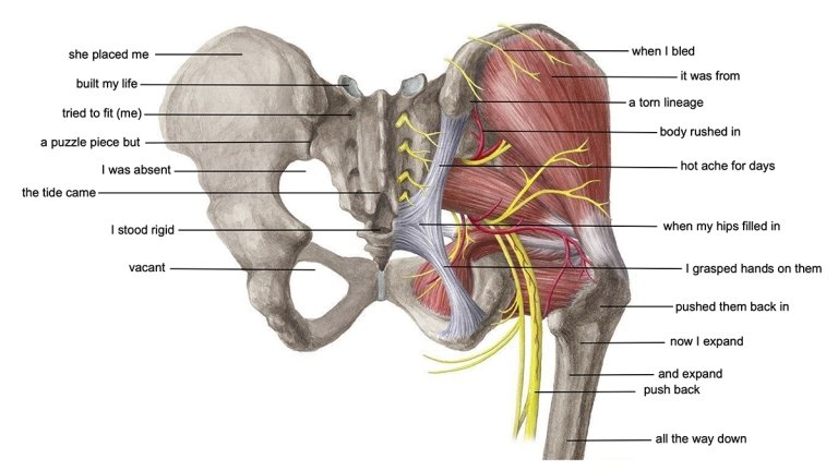 A medical drawing of a human pelvis with short lines of poetry superimposed over specific sections. Image by Sal Cosmedy ’20: “Response to “Silent Anatomies” by Monica Ong