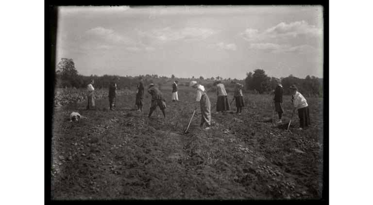 Farmerettes, hoeing a field, 1918