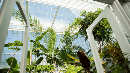 The view as you walk through the doors of Talcott Greenhouse