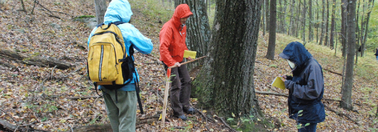 Students collecting forest monitoring data