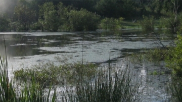 Photo of a wetland area 