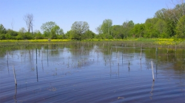 Photo of a restored wetland
