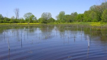 Photo of a restored wetland