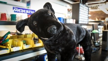 Closeup photo of a robot dog's face