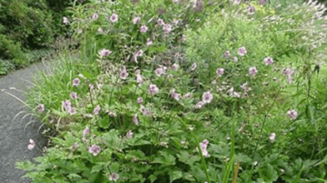 Anemone hupehensis: superba in the Class of 1904 Garden