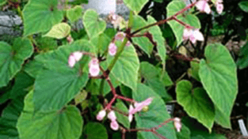 The dramatic and decorative Begonia grandis flowering in September in the Virginia Craig Rhododendron Garden