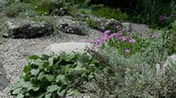 Photo of alpine plants in the sunny front of the Drue Matthews garden