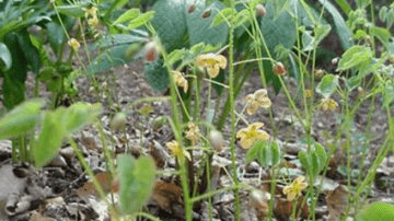 Photo of the plant Epimedium grandiflorum: orange queen