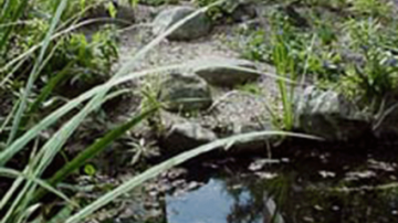 Photo of the small pond in the Drue Matthews Garden