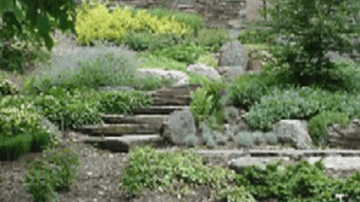  Photo of the side path of the Heckel Staircase, seen above the Class of 1904 bench  Side path of the Heckel Staircase, seen above the Class of 1904 bench