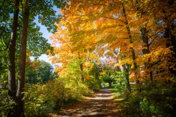 A walking trail on the Mount Holyoke College campus