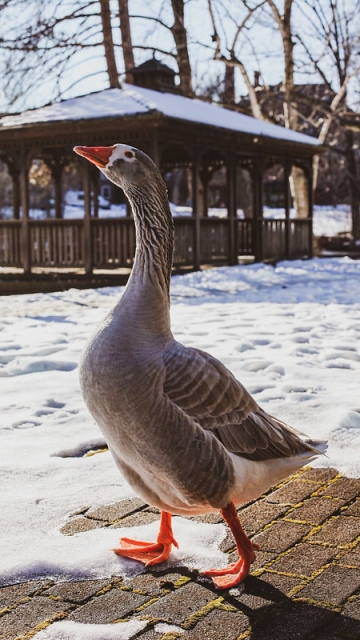 Jorge the Goose, a longstanding community resident and Mount Holyoke's unofficial mascot