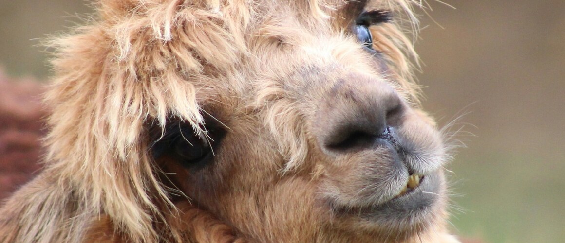A photo of an alpaca by Felicia Varzari, photo from unsplash