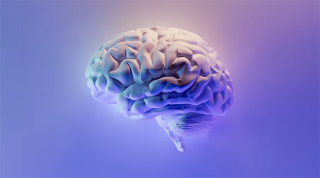 Image of a brain (MRI)