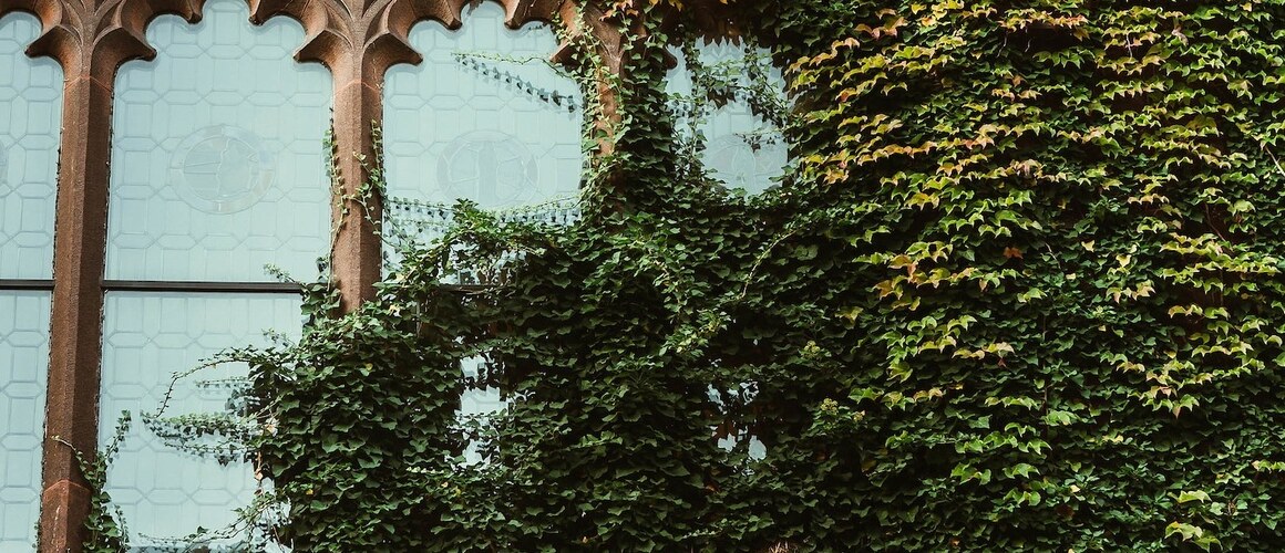 Ivy growing up campus building, Mount Holyoke College.