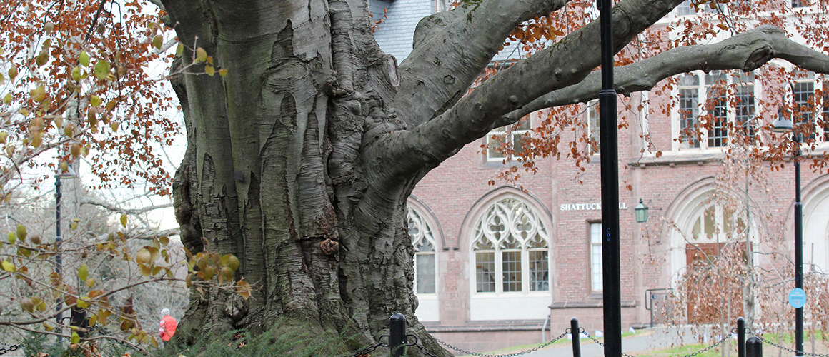 The copper beech tree in 2023.