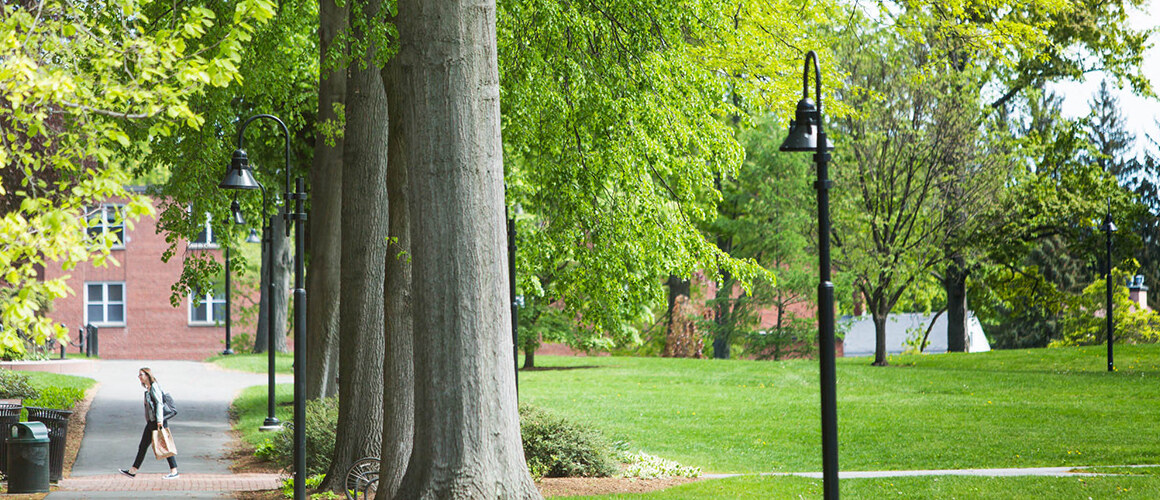 Campus beauty shot of the walkway lined with tall trees. Photo by Ryan Donnell, May 2017.
