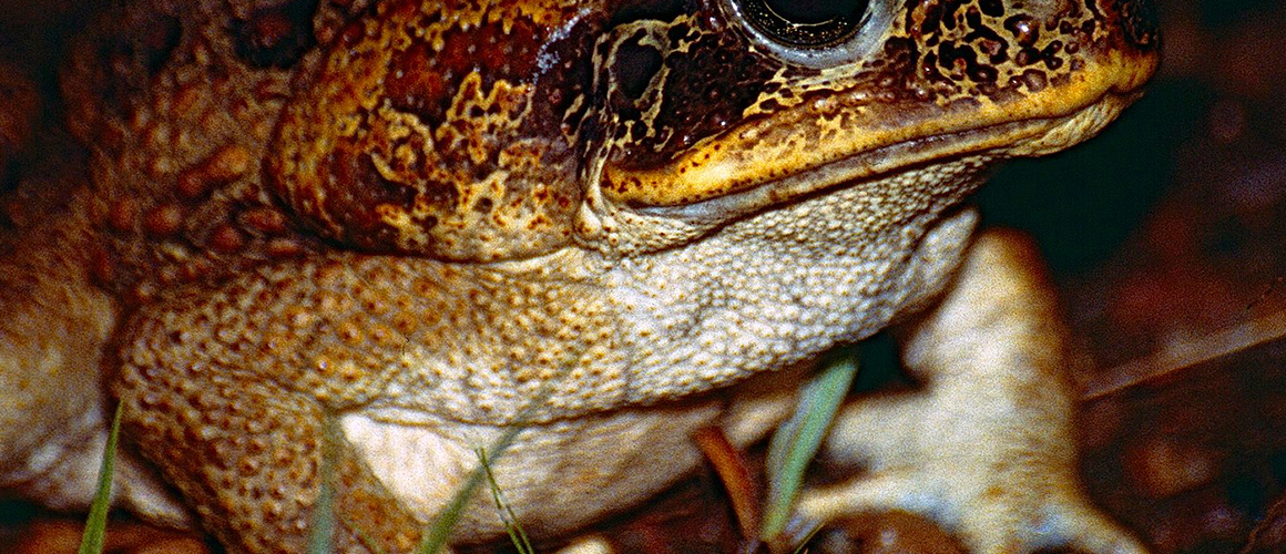 Adult male cane toad. Source: Bernard DUPONT from FRANCE, CC BY-SA 2.0, via Wikimedia Commons