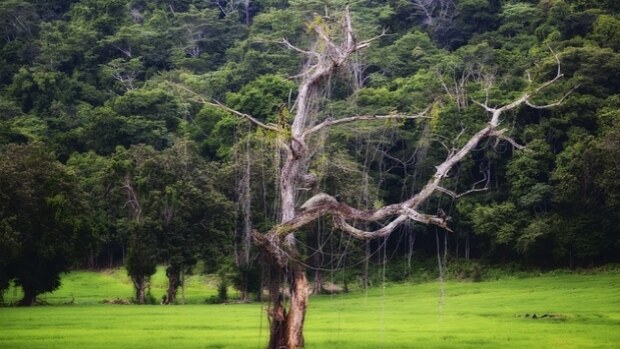 A tree in Costa Rica