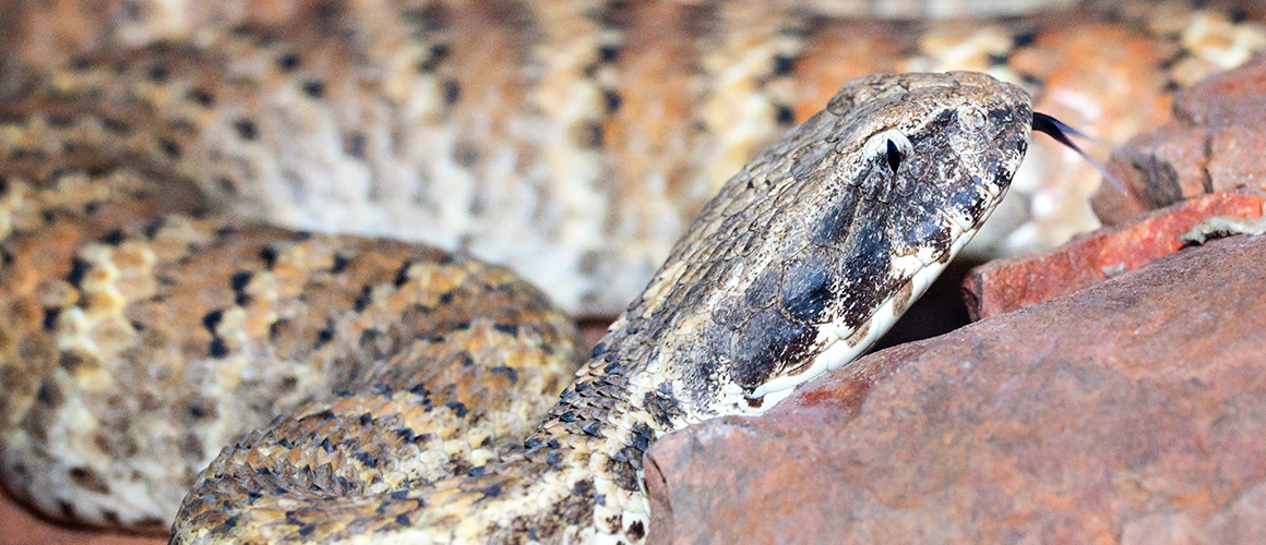 The common death adder, native to Australia.